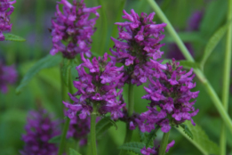 Stachys officinalis 'Hummelo' Betonie bestellen